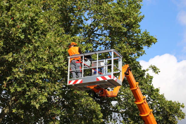 Best Fruit Tree Pruning  in Lla Lla East, WA